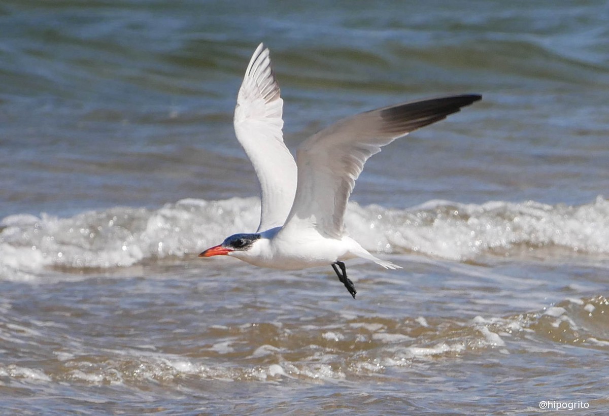 Caspian Tern - ML486031601