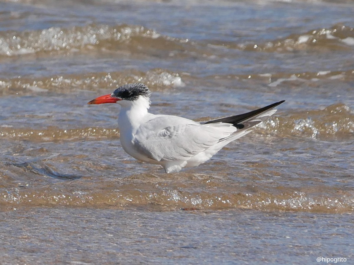 Caspian Tern - Francisco Rodriguez