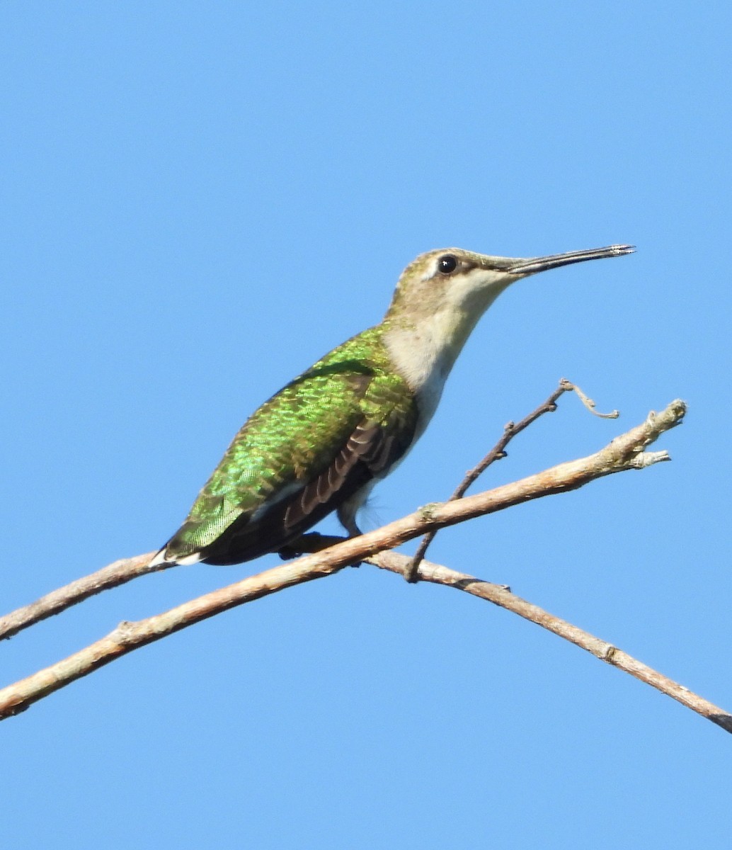 Ruby-throated Hummingbird - ML486031991