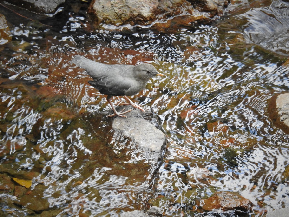 American Dipper - Caden Williams