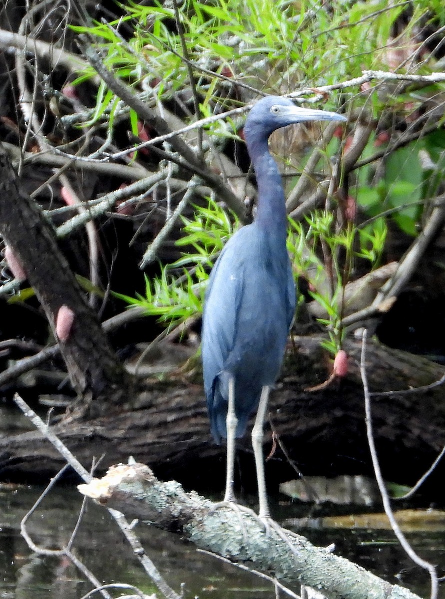 Little Blue Heron - ML486032501