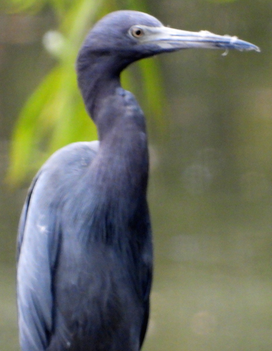 Little Blue Heron - ML486032531