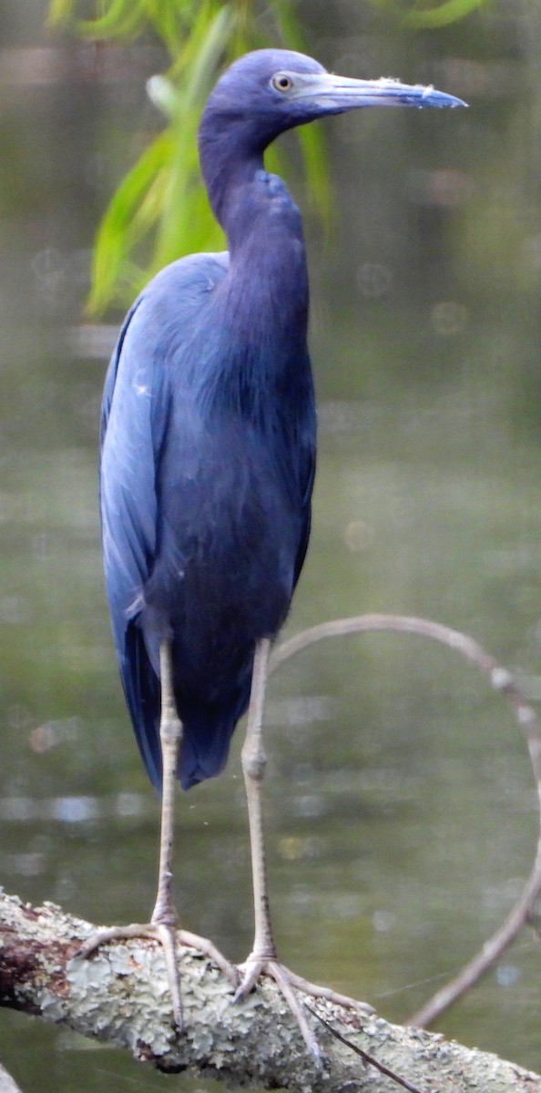 Little Blue Heron - ML486032541