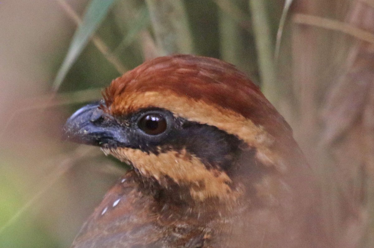 Stripe-faced Wood-Quail - Joan and/or George Sims