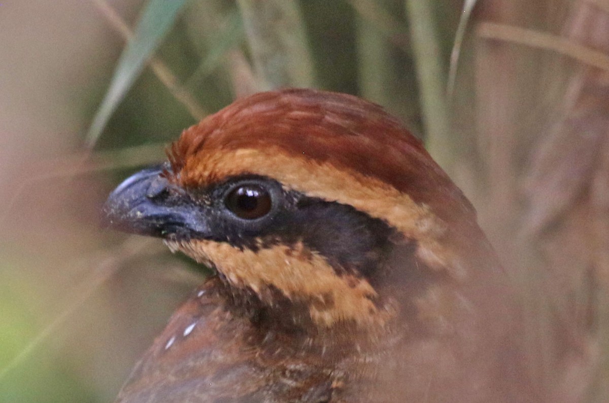 Stripe-faced Wood-Quail - ML486032561