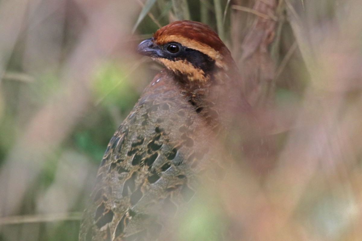 Stripe-faced Wood-Quail - Joan and/or George Sims