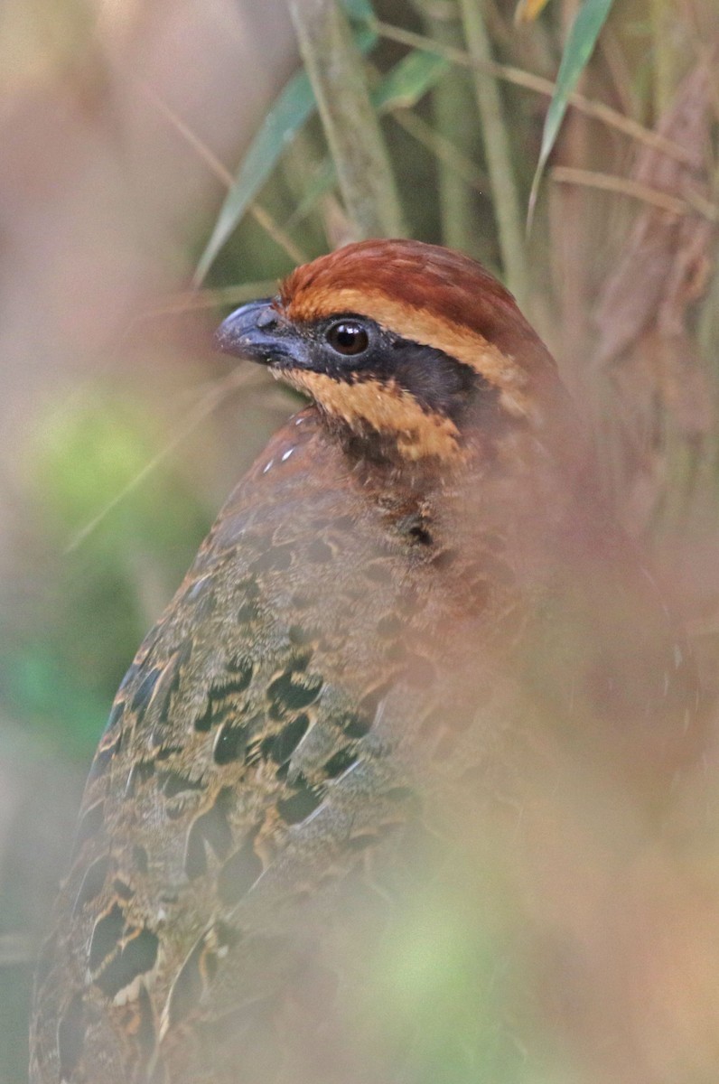 Stripe-faced Wood-Quail - Joan and/or George Sims