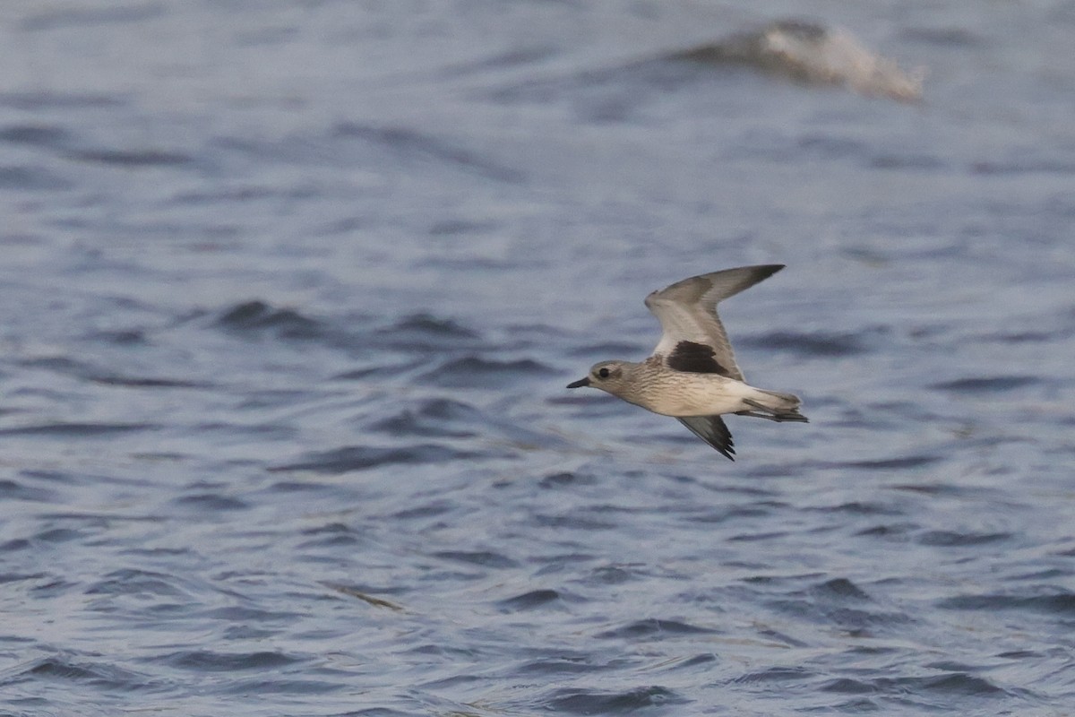 Black-bellied Plover - ML486033051