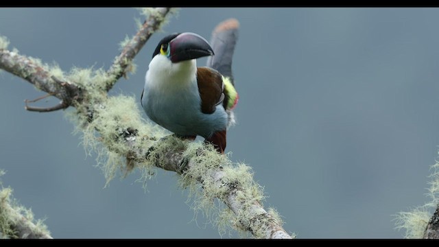 Black-billed Mountain-Toucan - ML486033281