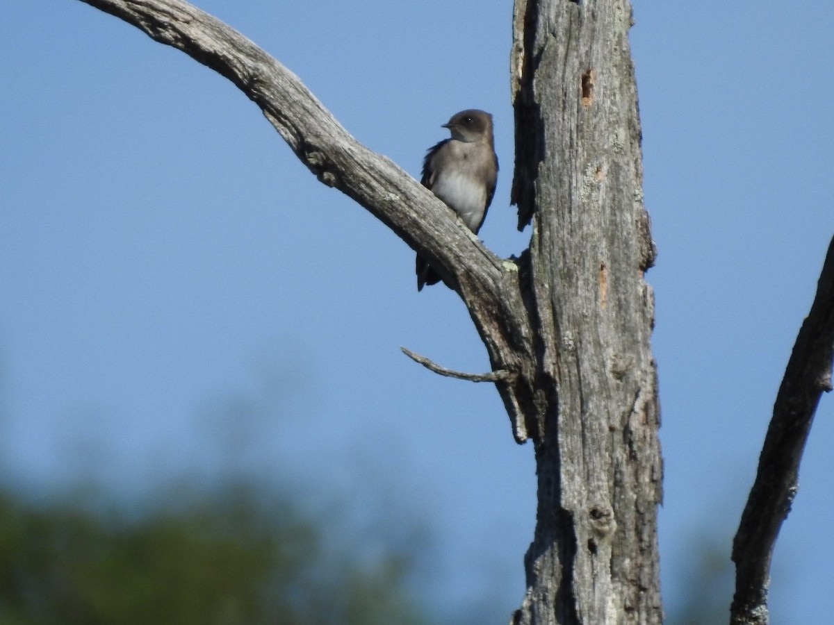 Northern Rough-winged Swallow - ML486033391