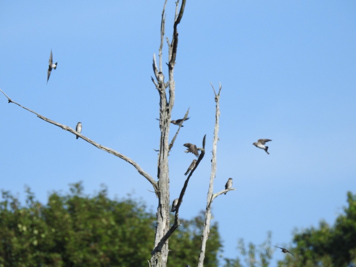 Northern Rough-winged Swallow - ML486033401