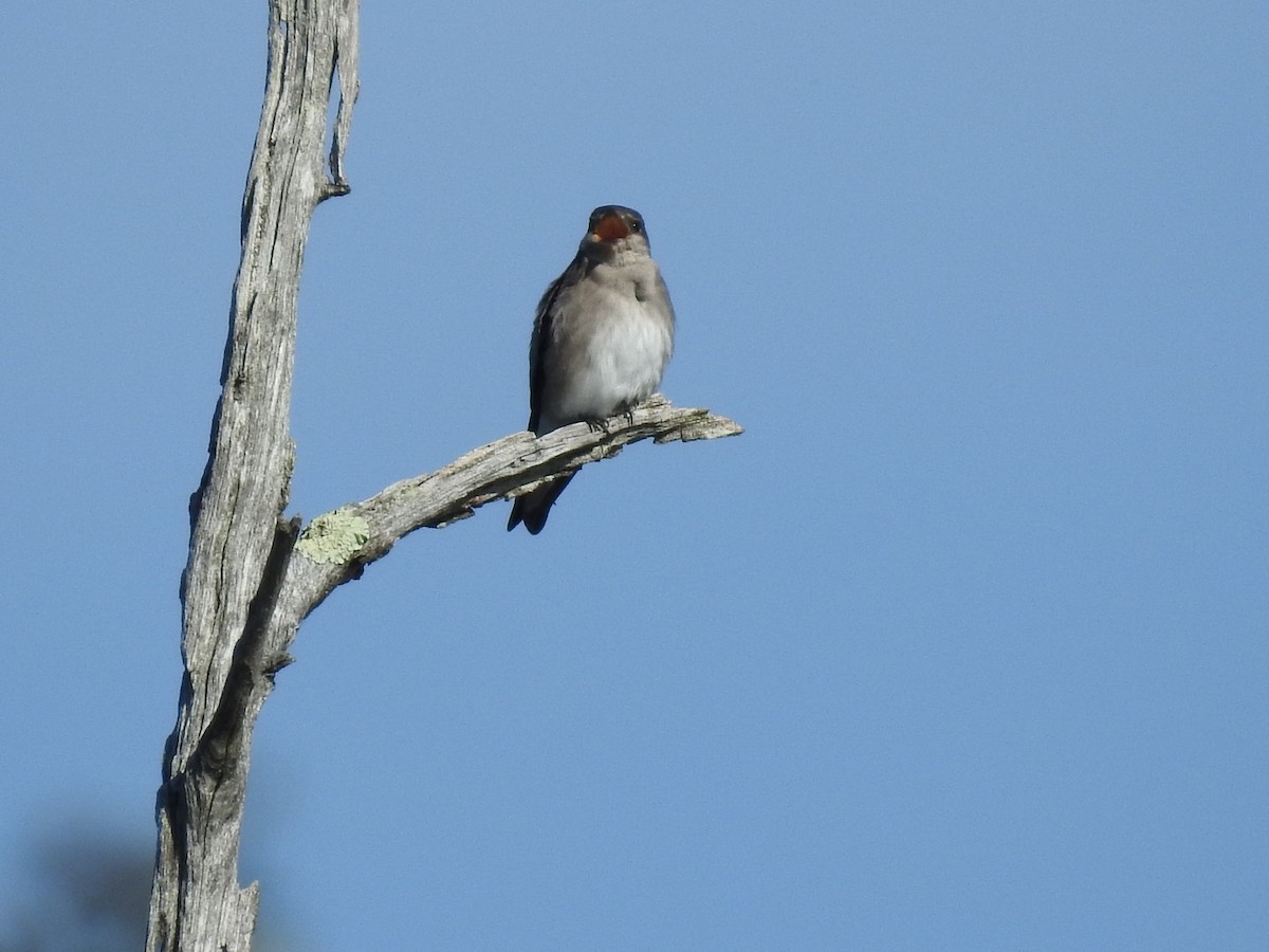Northern Rough-winged Swallow - ML486033411