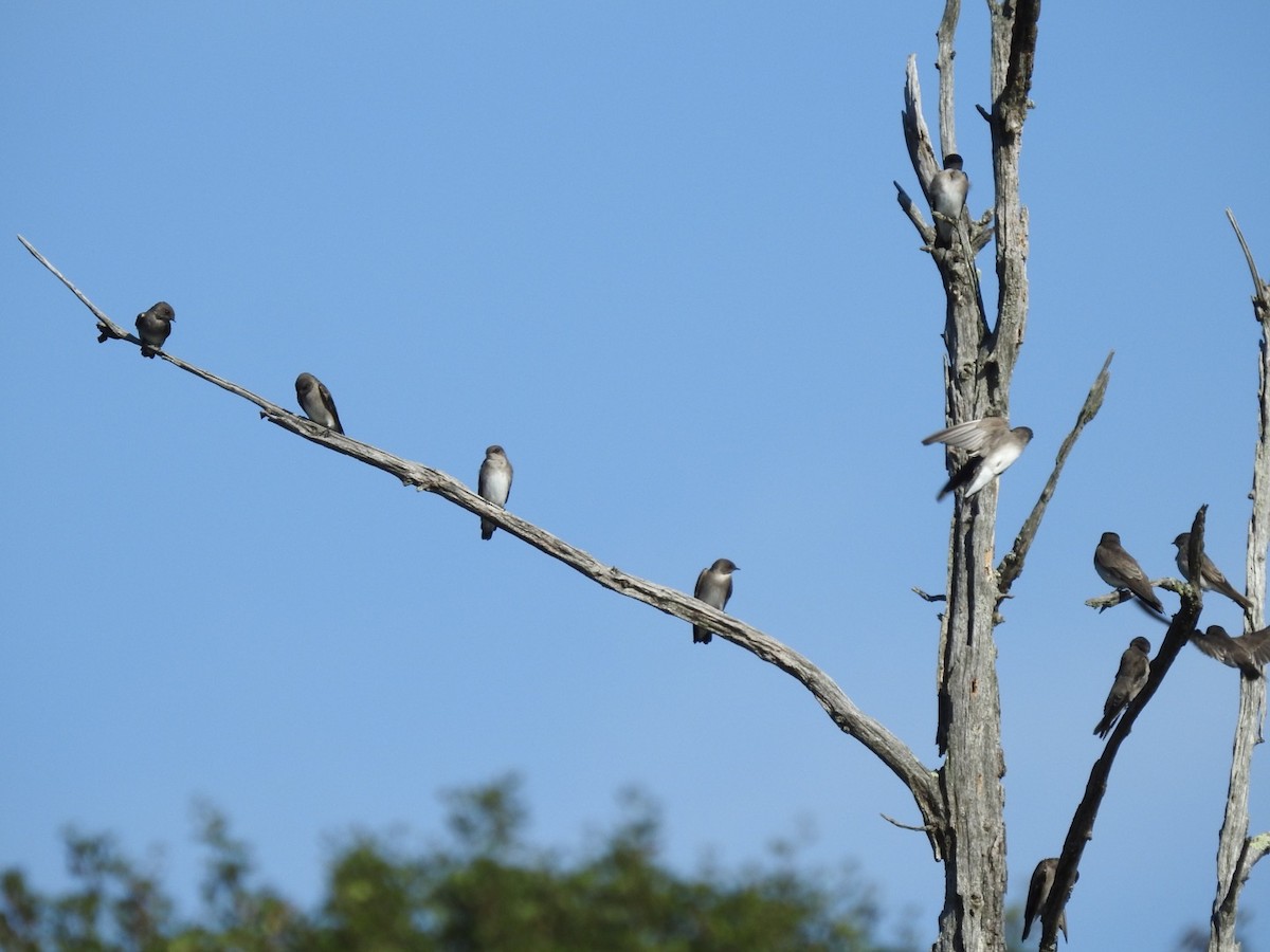 Northern Rough-winged Swallow - ML486033421