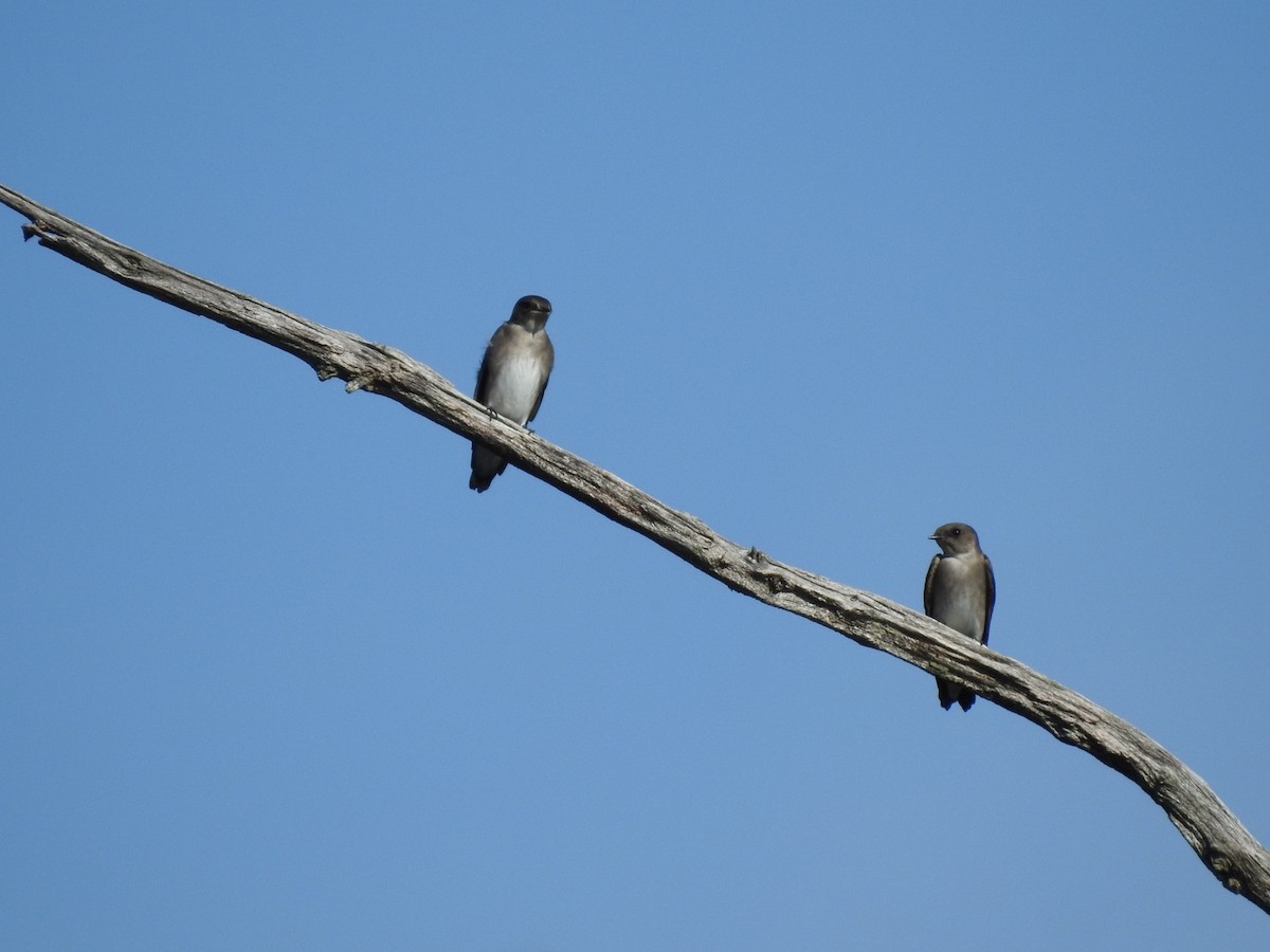 Northern Rough-winged Swallow - ML486033431