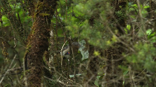 Monarque de Kauai - ML486034