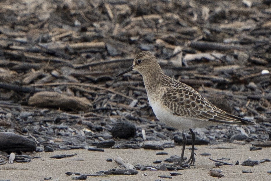 Baird's Sandpiper - ML486034051