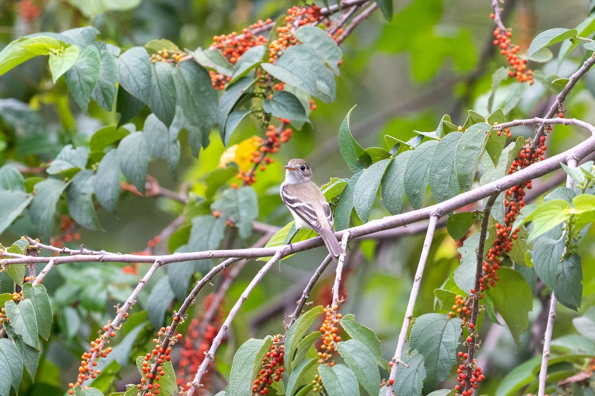 Least Flycatcher - Kyle Matera