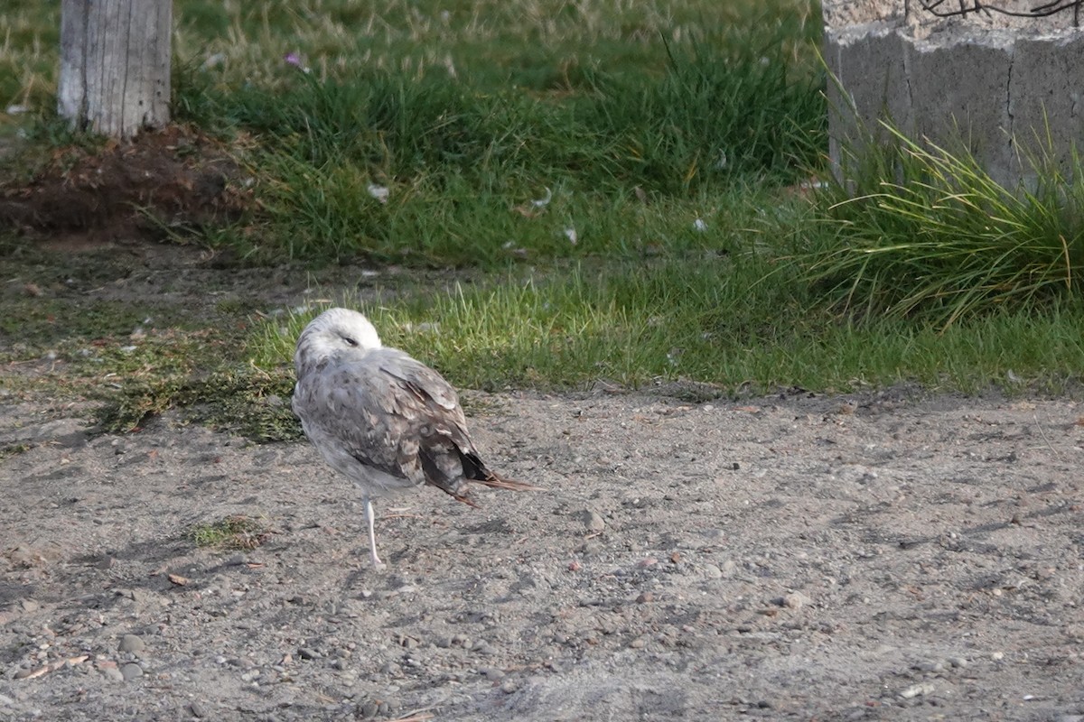 California Gull - ML486038191