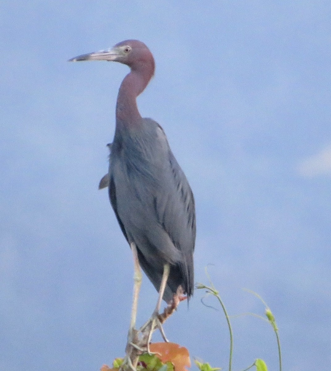 Little Blue Heron - ML486038521