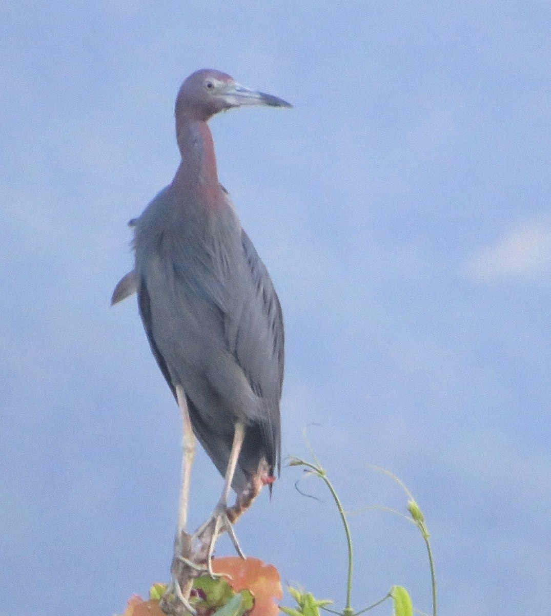 Little Blue Heron - ML486038531