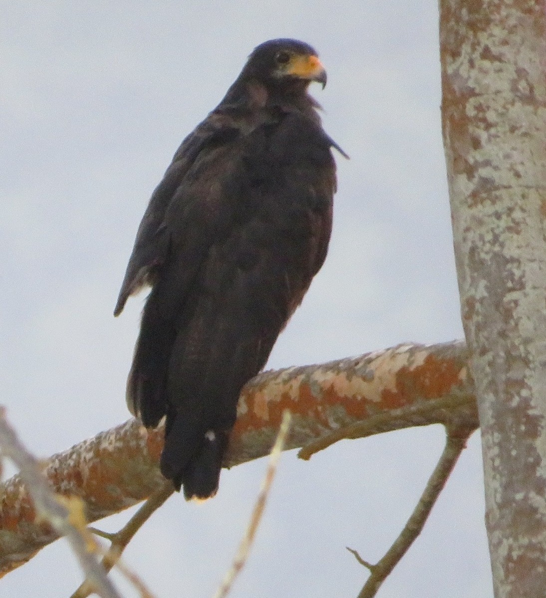 Common Black Hawk - ML486038841