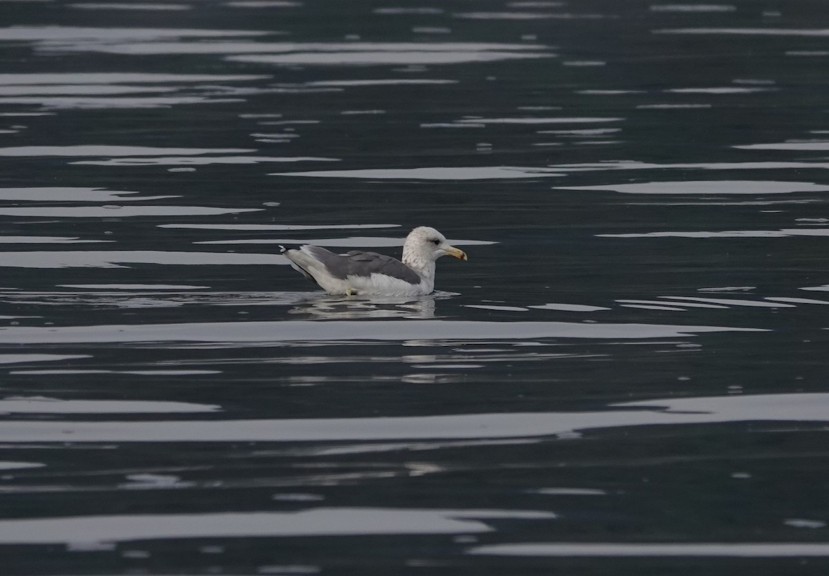 California Gull - ML486039031