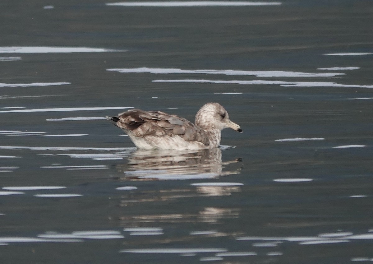 California Gull - ML486039041