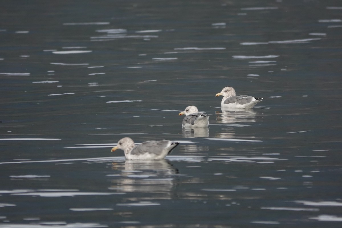 California Gull - ML486039051