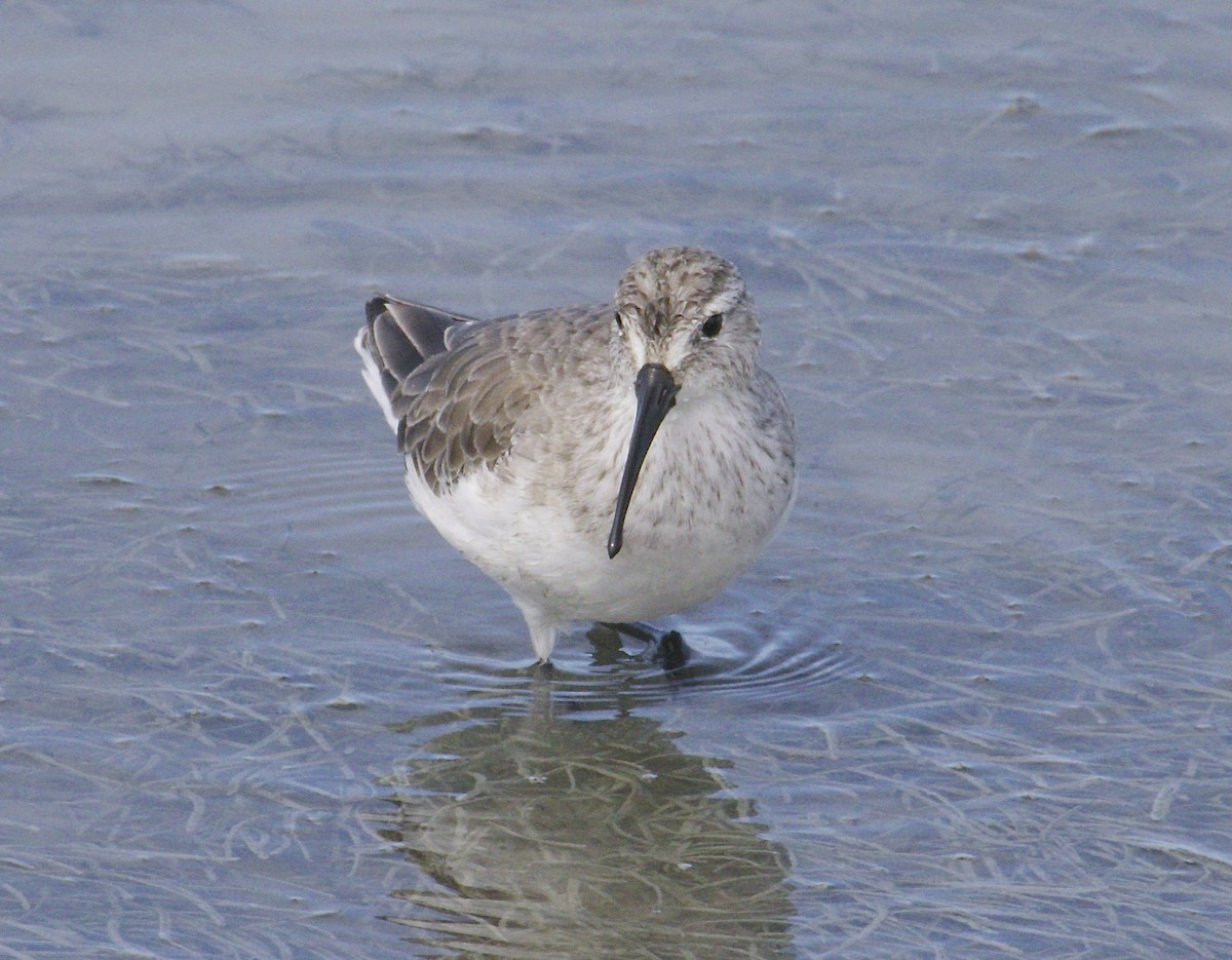 Curlew Sandpiper - ML48603941