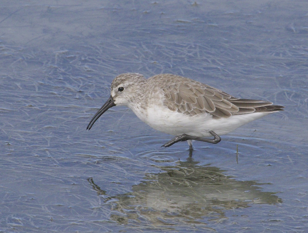 Curlew Sandpiper - ML48603991