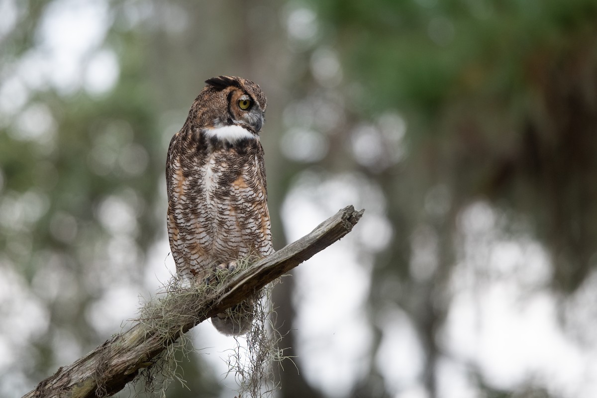 Great Horned Owl - ML486040091