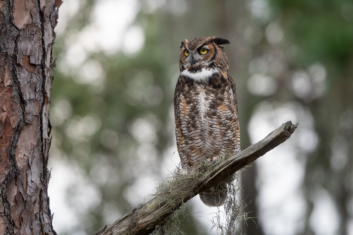 Great Horned Owl - ML486040251