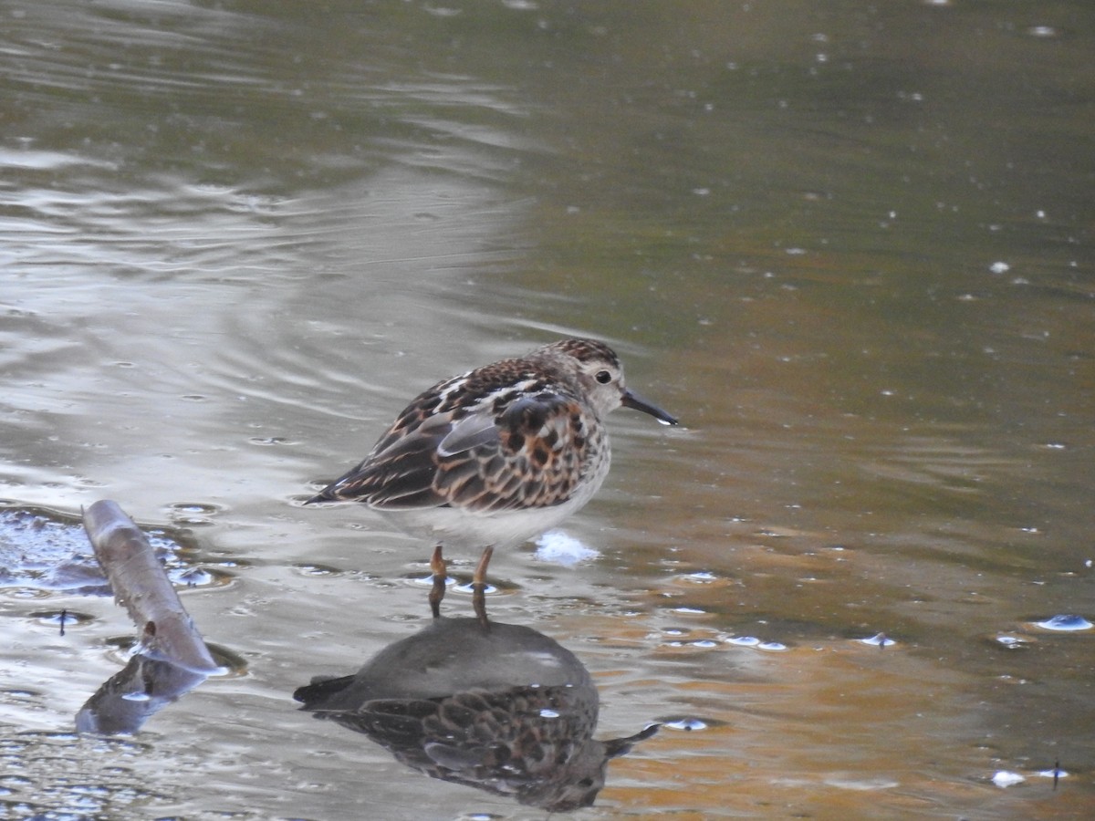 Least Sandpiper - ML486045701