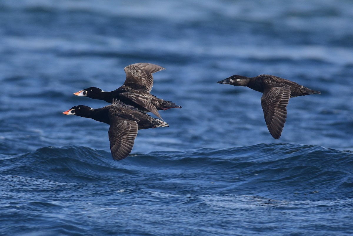 Турпан білолобий - ML486046051