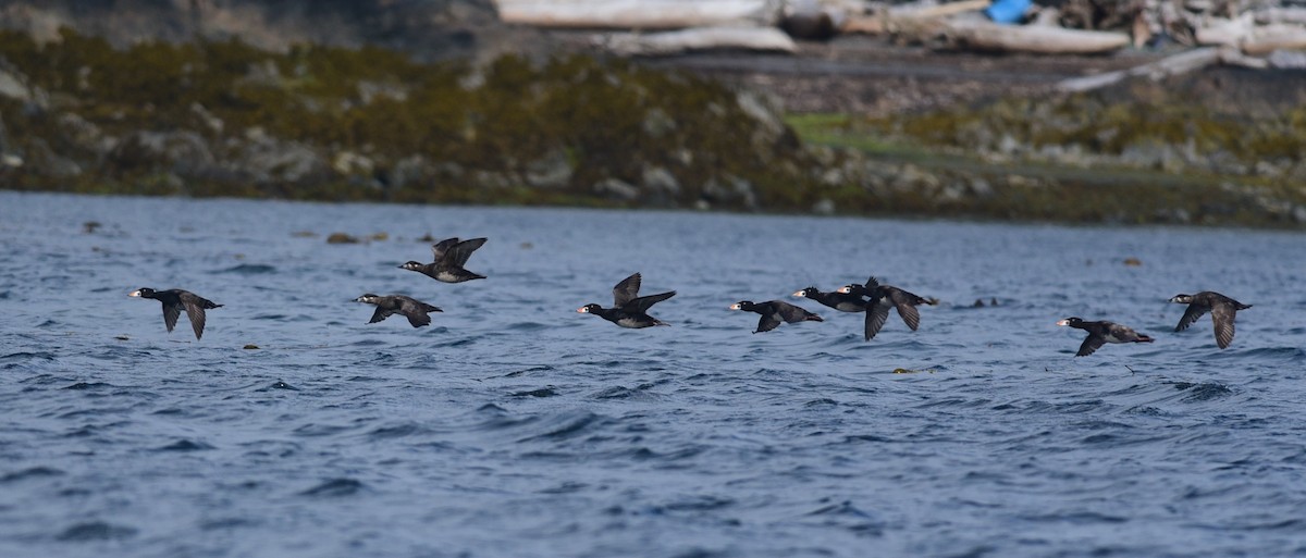 Турпан білолобий - ML486046061