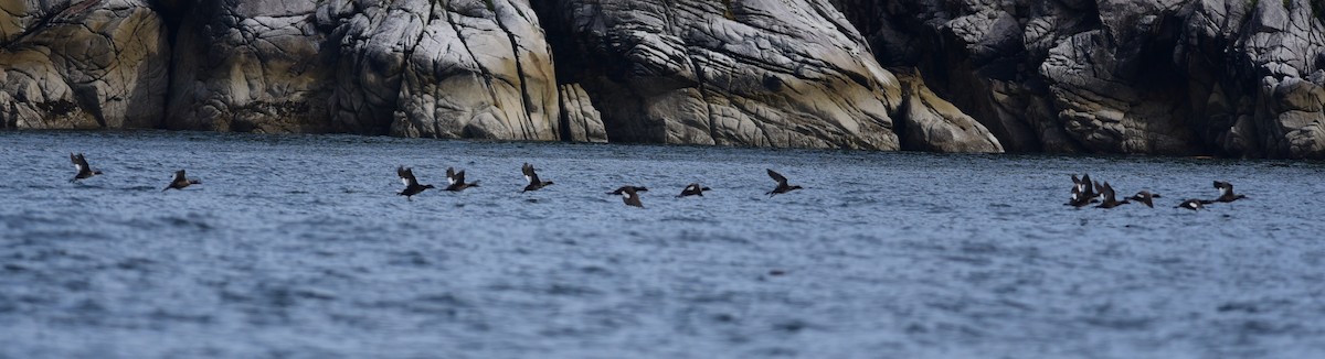 Турпан горбатодзьобий - ML486046111