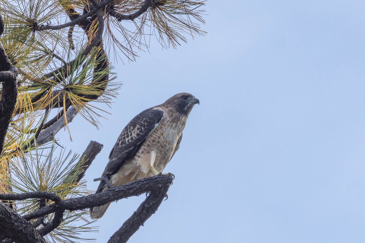 Red-tailed Hawk - Linda McNulty