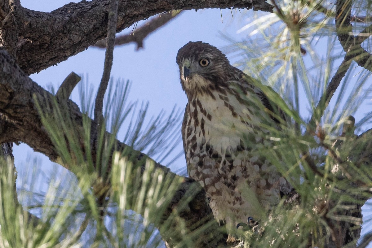 Rotschwanzbussard - ML486046571