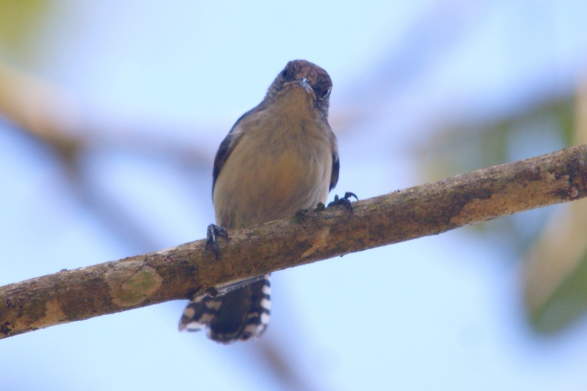 Gray-mantled Wren - ROYAL FLYCATCHER /Kenny Rodríguez Añazco