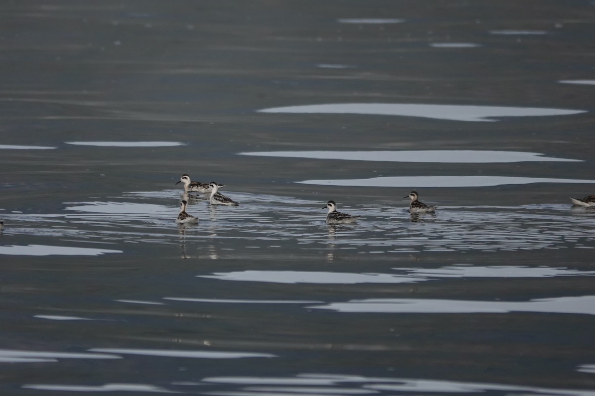 Нарийн сэлээхэй - ML486049701