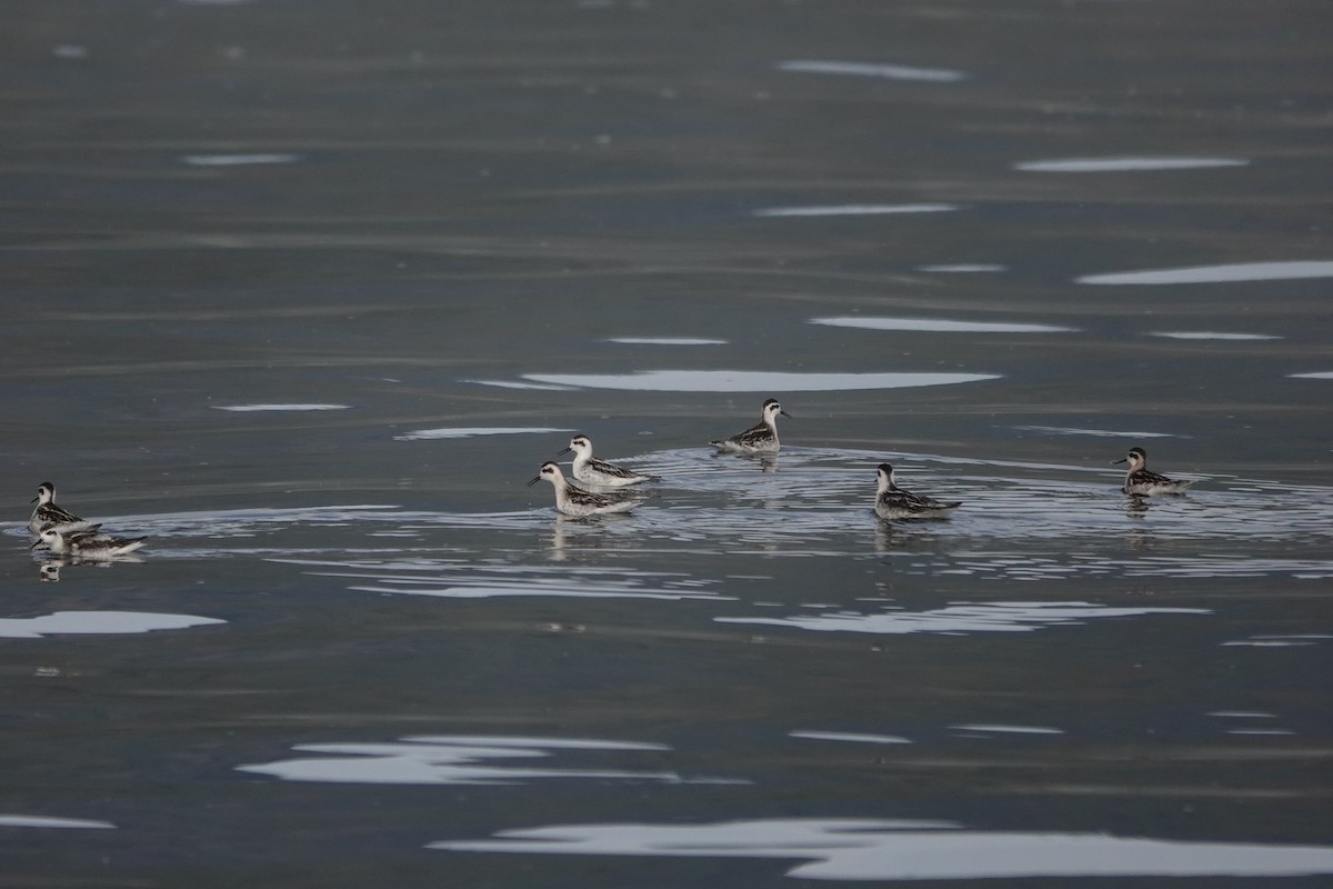 Нарийн сэлээхэй - ML486049711