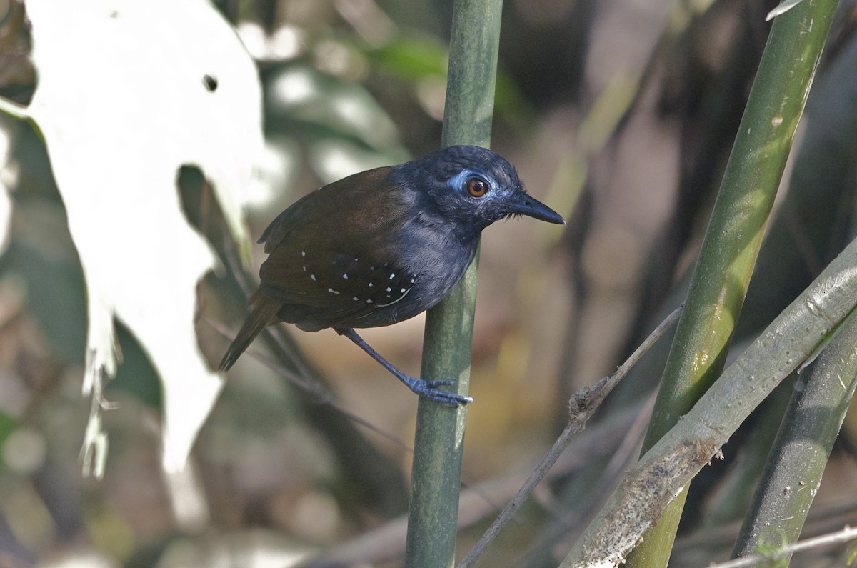 Chestnut-backed Antbird - Jan Cubilla