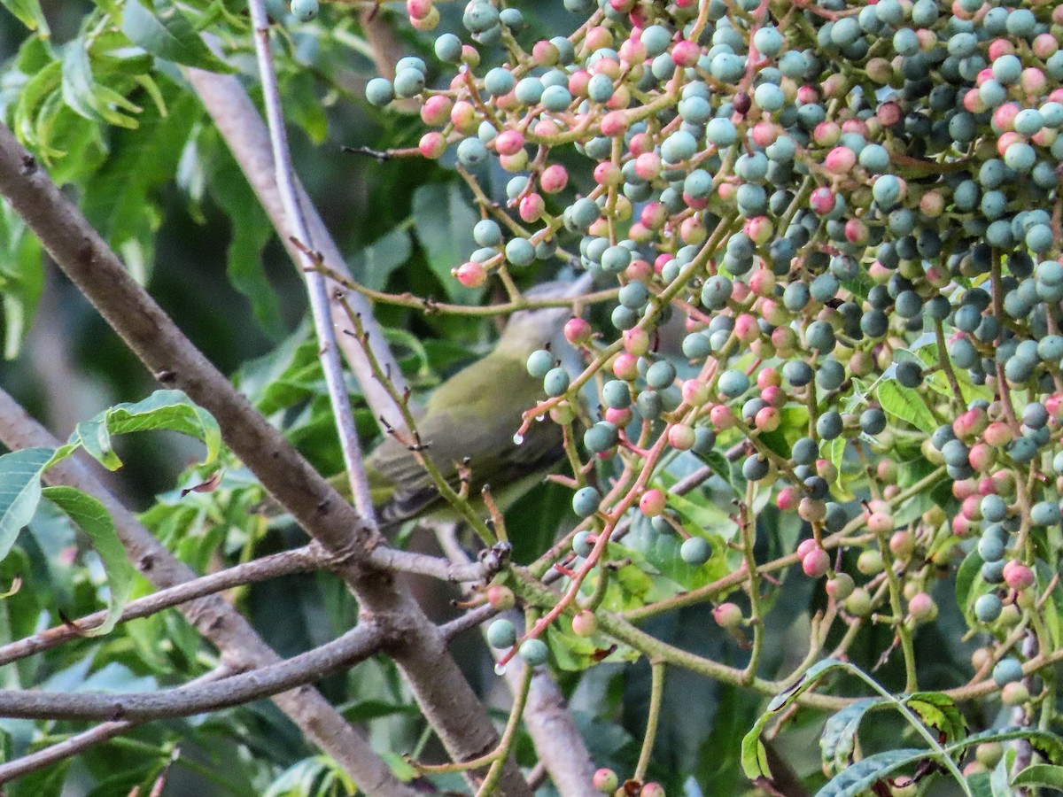 Yellow-green Vireo - ML486051081