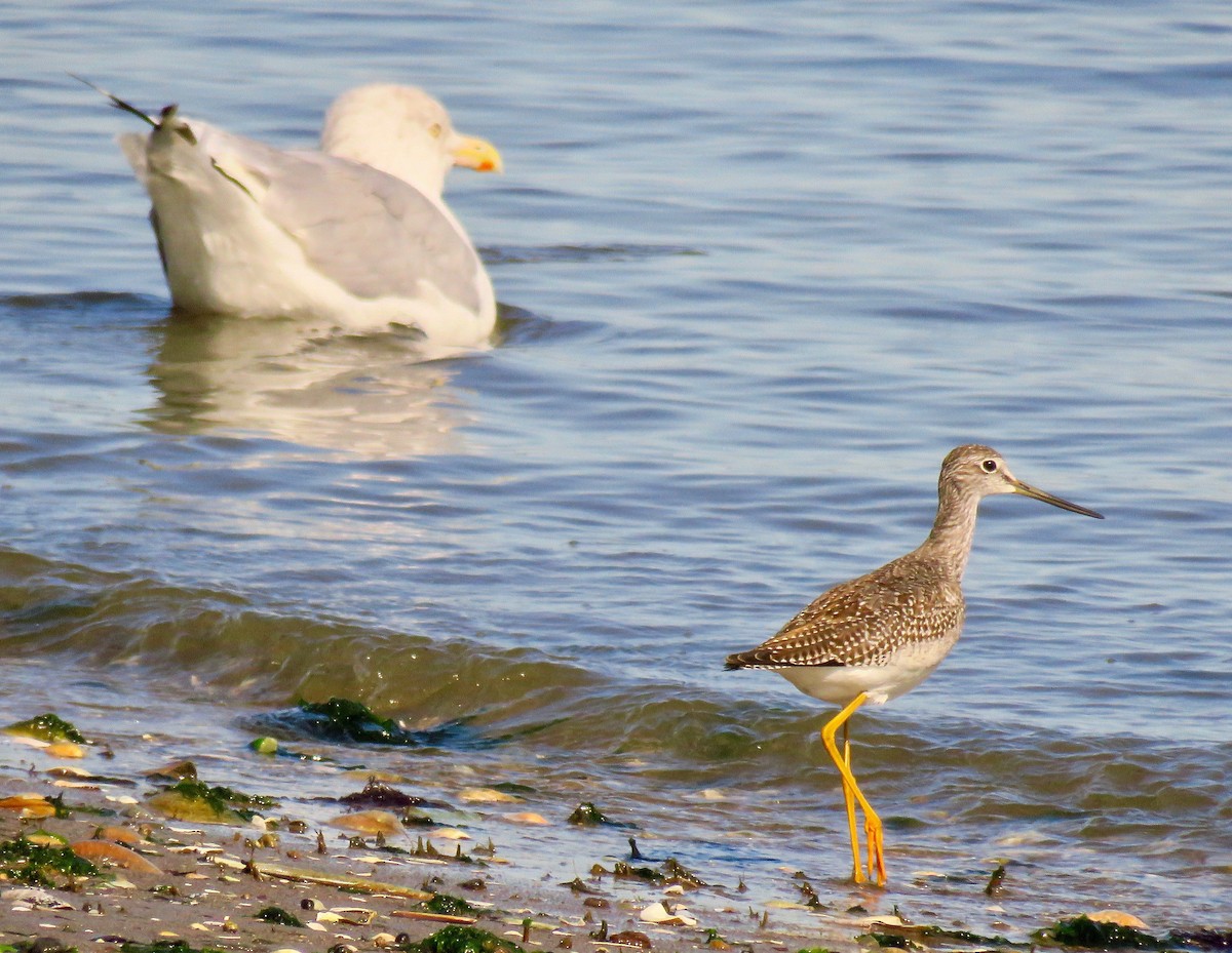 Greater Yellowlegs - ML486051121