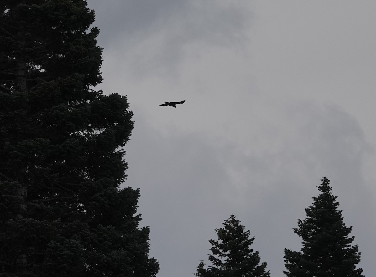 Common Raven - ML486051631