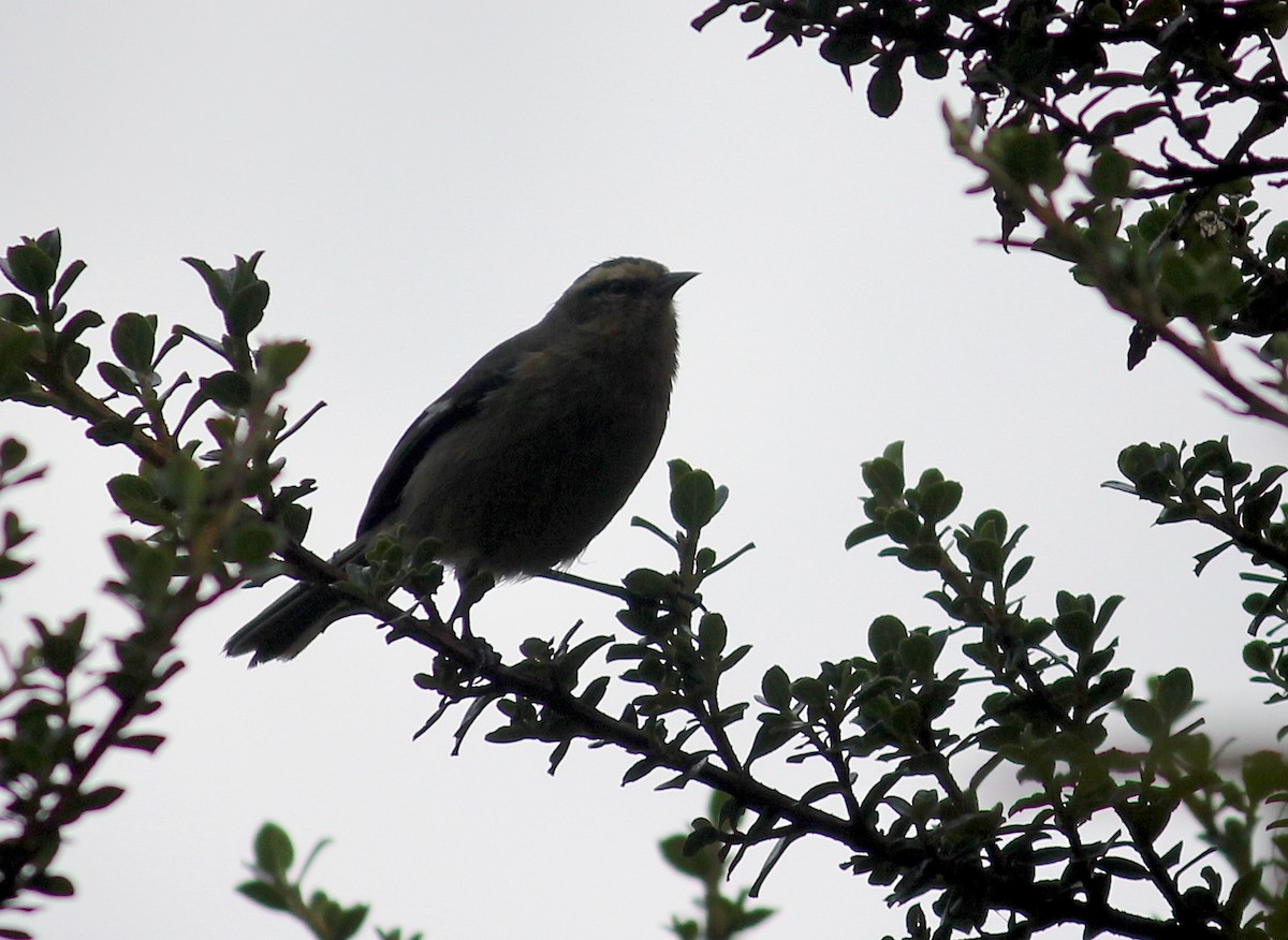 Cinereous Conebill - ML486052061