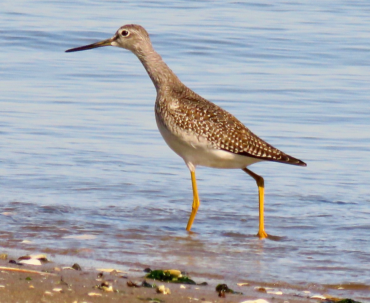 Greater Yellowlegs - ML486052501