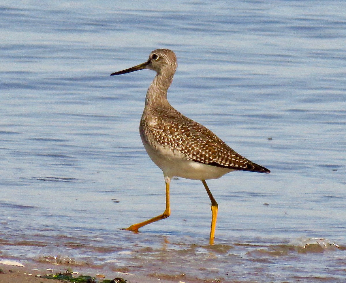 Greater Yellowlegs - ML486052531