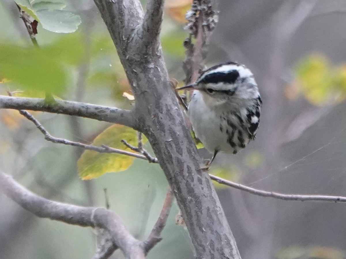 Black-and-white Warbler - ML486052701