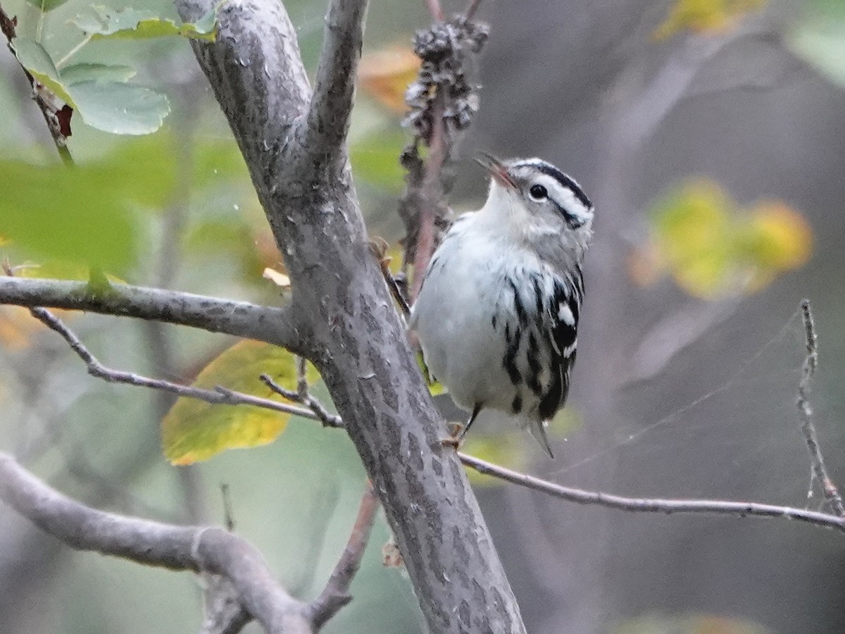 Black-and-white Warbler - ML486052951